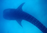 Swimming with the Whale Sharks in Oslob